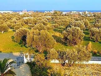 Apartment Olive Grove Afantou